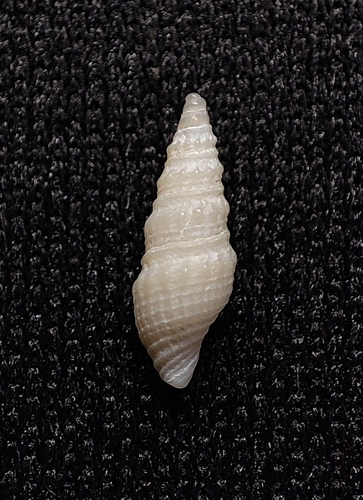 Paradrillia inconstans