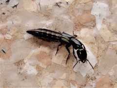 Thyreocephalus