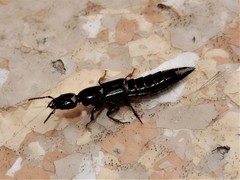 Thyreocephalus
