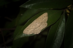 Cyclophora turneri