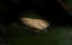 Cyclophora turneri