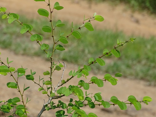 Image of Bauhinia pauletia by (c) Alexis López Hernández, some rights reserved (CC BY)