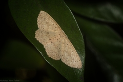 Cyclophora turneri