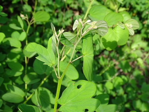 Railway-fence bauhinia (Bauhinia pauletia)
