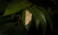Cyclophora turneri