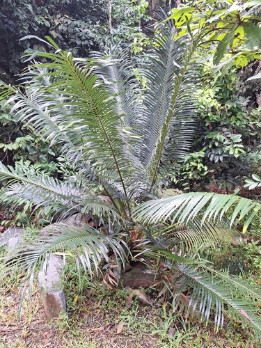 Cycas edentata, photograph 5