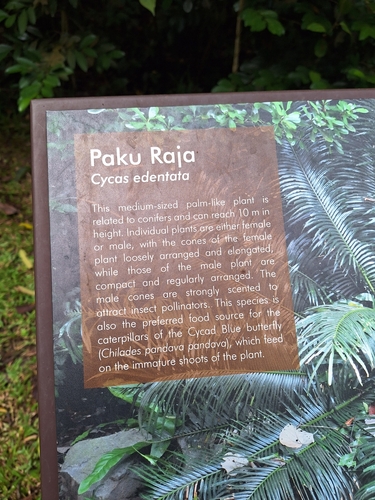 Cycas edentata, photograph 6