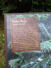 Cycas edentata, photograph (c) Heidi Meudt, some rights reserved (CC BY)
