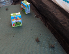 Pholidoptera pustulipes