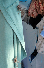 Pholidoptera pustulipes