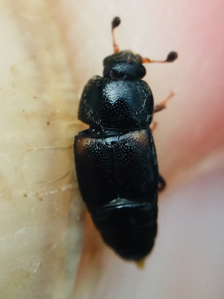 Pineapple Beetle