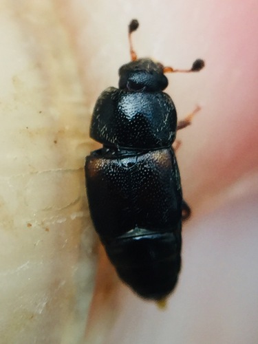 Pineapple Beetle