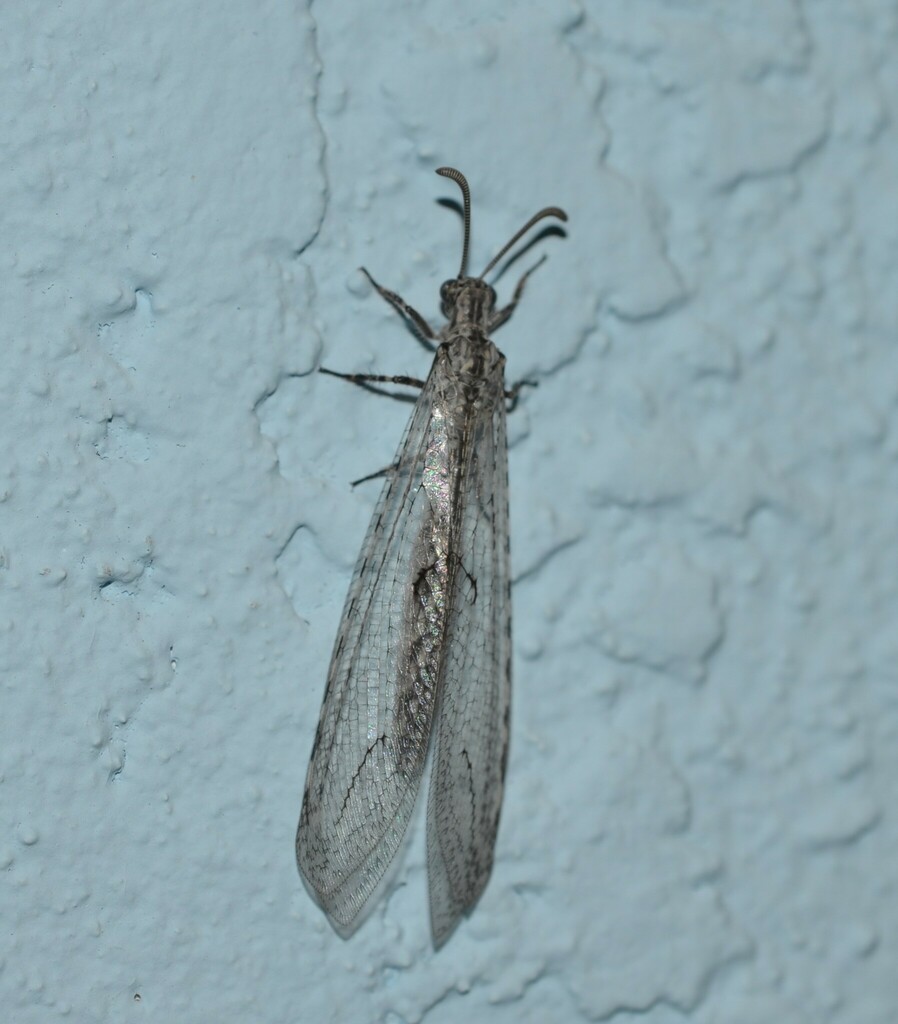 Purenleon bistictus