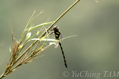 Anotogaster sieboldii