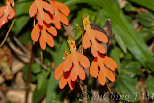 Habenaria rhodocheila Hance