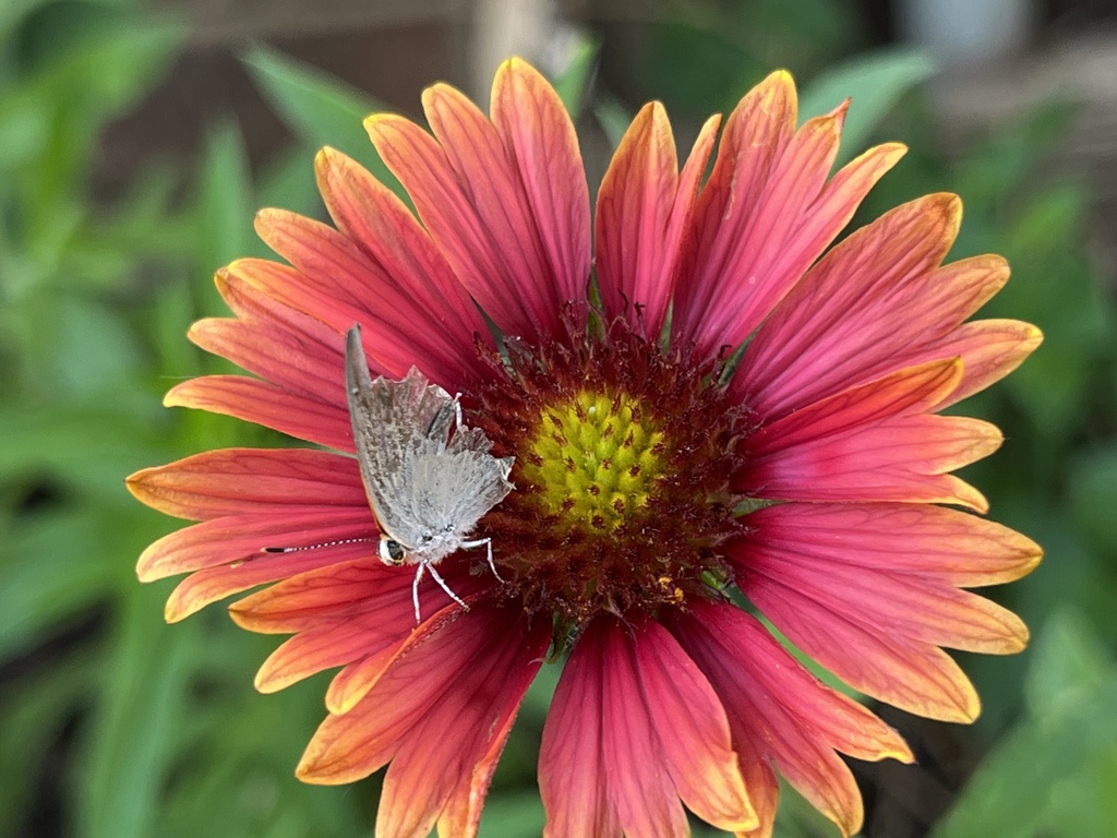 ScrubHairstreaks from Russell Creek, Plano, TX 75023, USA on June 6