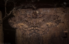 Paradromulia ambigua