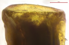 Pterygoneurum ovatum