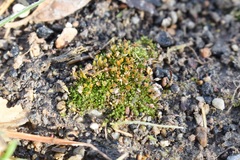 Pterygoneurum ovatum