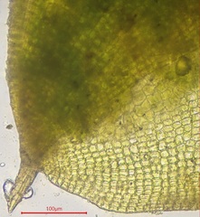 Pterygoneurum ovatum