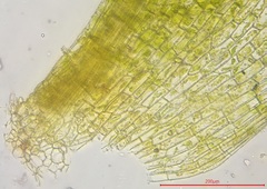 Pterygoneurum ovatum