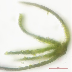 Pterygoneurum ovatum