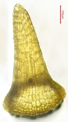 Pterygoneurum ovatum