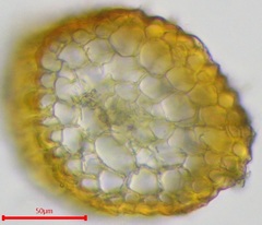 Pterygoneurum ovatum