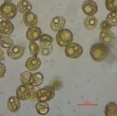 Pterygoneurum ovatum