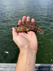 Spotfin Jawfish photo 1