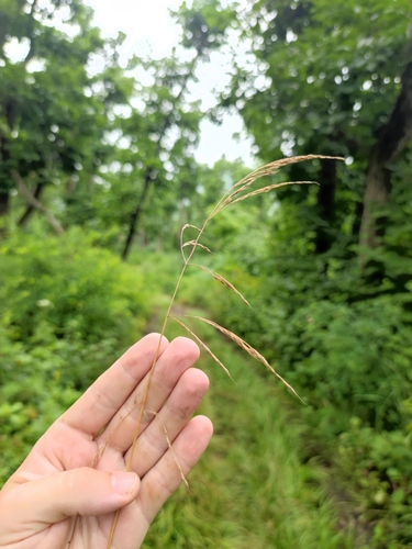 Festuca extremiorientalis iNat (1)