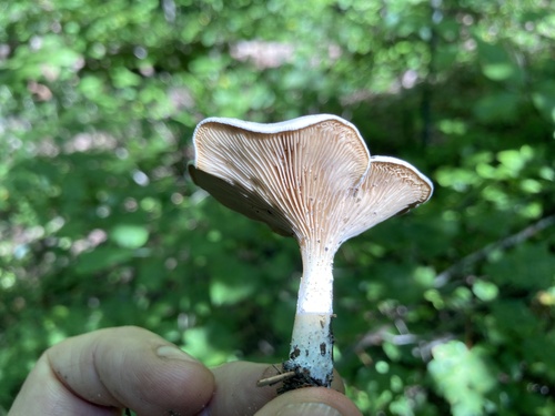 Clitopilus prunulus — (c) Hill Craddock, some rights reserved (CC BY)