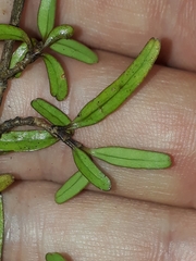 Coprosma colensoi