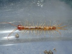 Gosibius paucidens