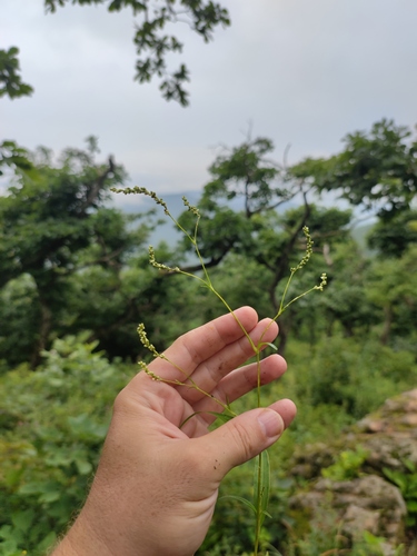 Persicaria viscofera iNat (1)