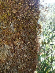 Macromitrium longipes