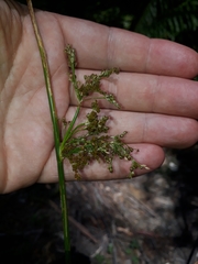 Juncus effusus effusus