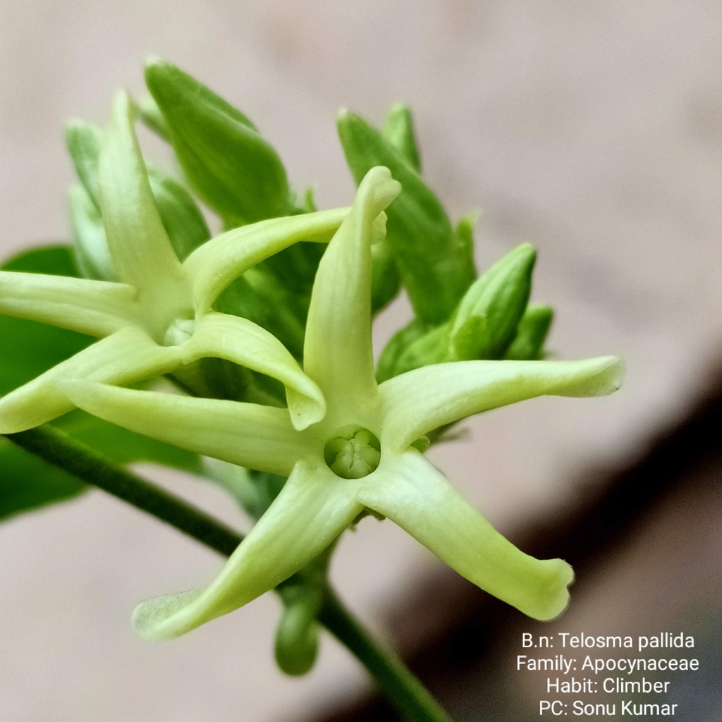 Telosma pallida