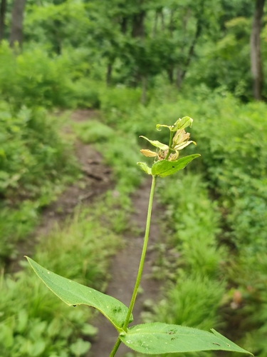 Silene fulgens iNat (3)