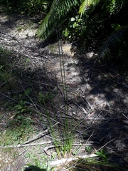 Juncus effusus effusus