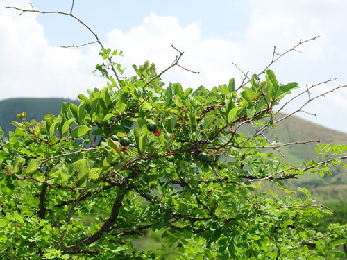 Image of Passiflora bicornis by (c) Alexis López Hernández, some rights reserved (CC BY)