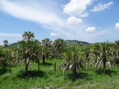 Sabal pumos