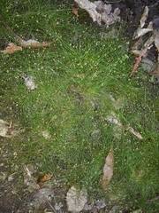 Isolepis reticularis