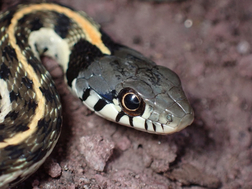 Blackneck Garter Snake