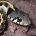 Black-necked Garter Snake - Photo (c) Jared Shorma, some rights reserved (CC BY), uploaded by Jared Shorma