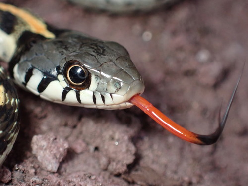 Western Black-necked Gartersnake photographed in Arizona
