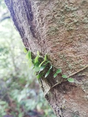 Peperomia rotundifolia