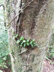 Peperomia rotundifolia