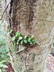 Peperomia rotundifolia