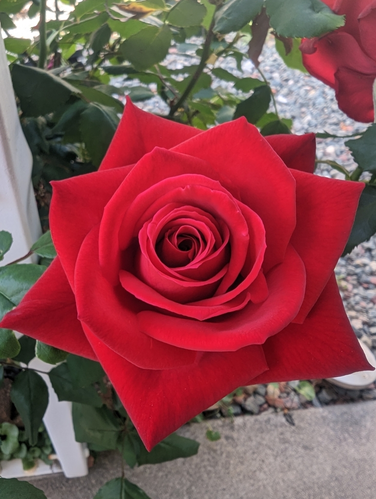 roses from Washington Av & 2nd St, El Cajon, CA 92019, USA on May 14